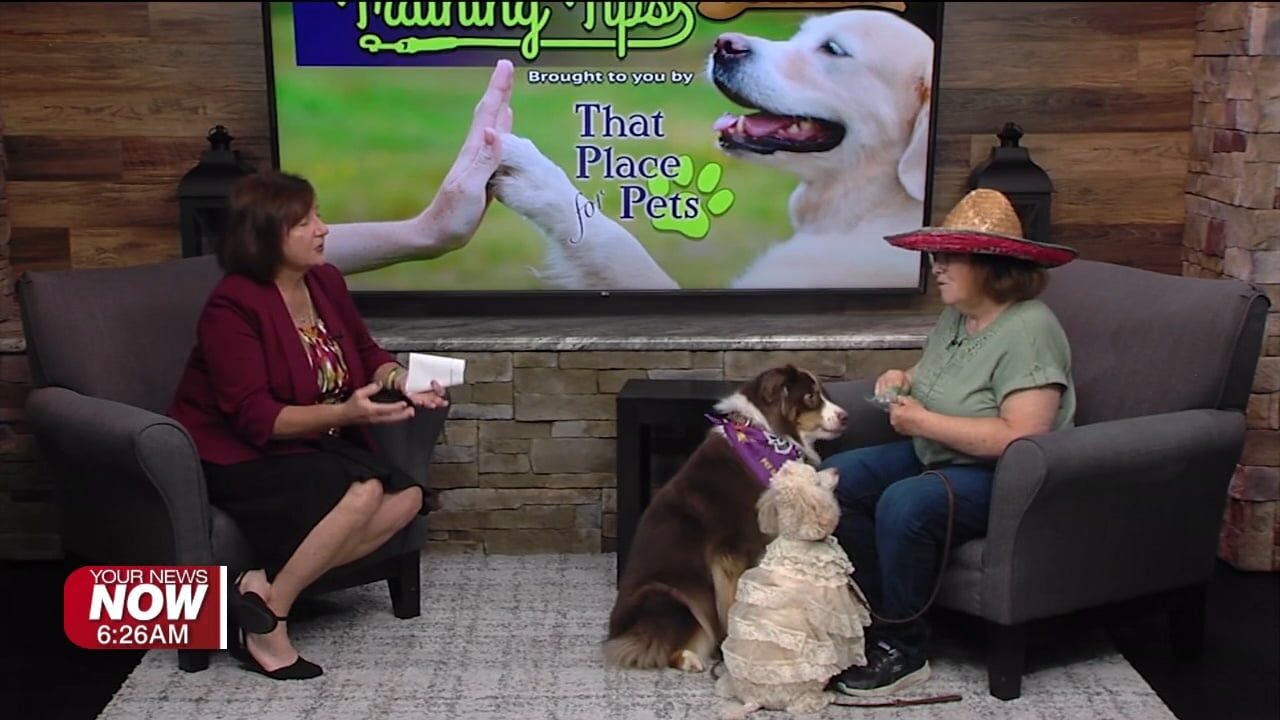 Training Tips: Halloween safety and costumes for pets